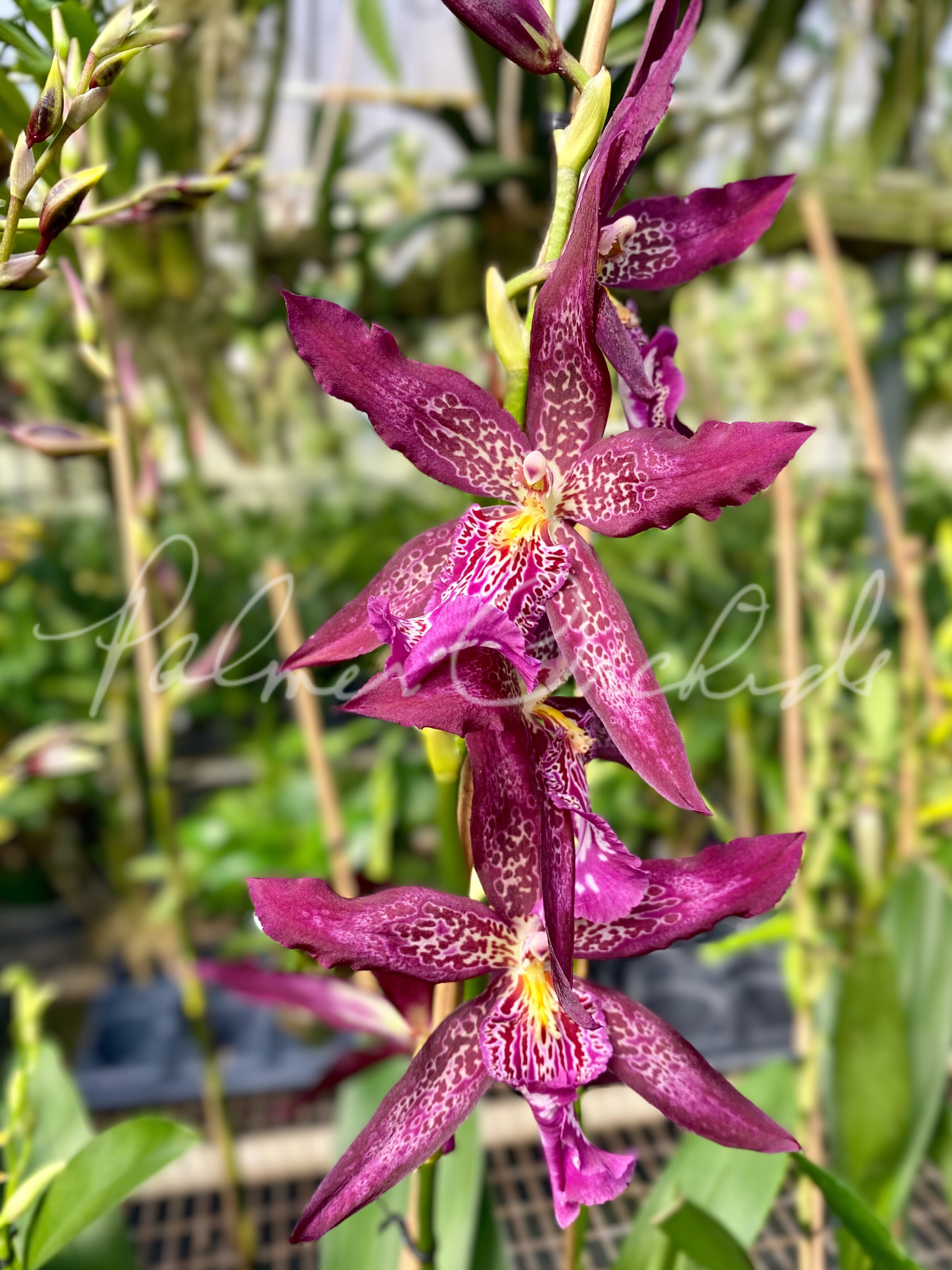 Alcra. Marfitch 'Howard's Dream' AM/AOS — Palmer Orchids Alcra. Marfitch 'Howard's Dream' AM/AOS — Palmer Orchids